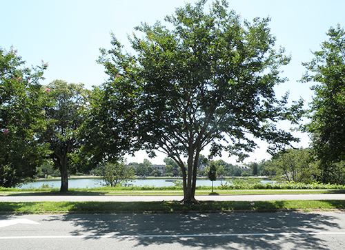 Do You Recognize this Tree?